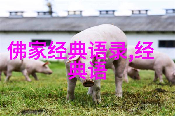 在悲欢离合中寻找真理评述赵婆婆的一套
