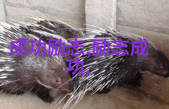 在异乡的孤独与坚持三毛致力于文学的言论