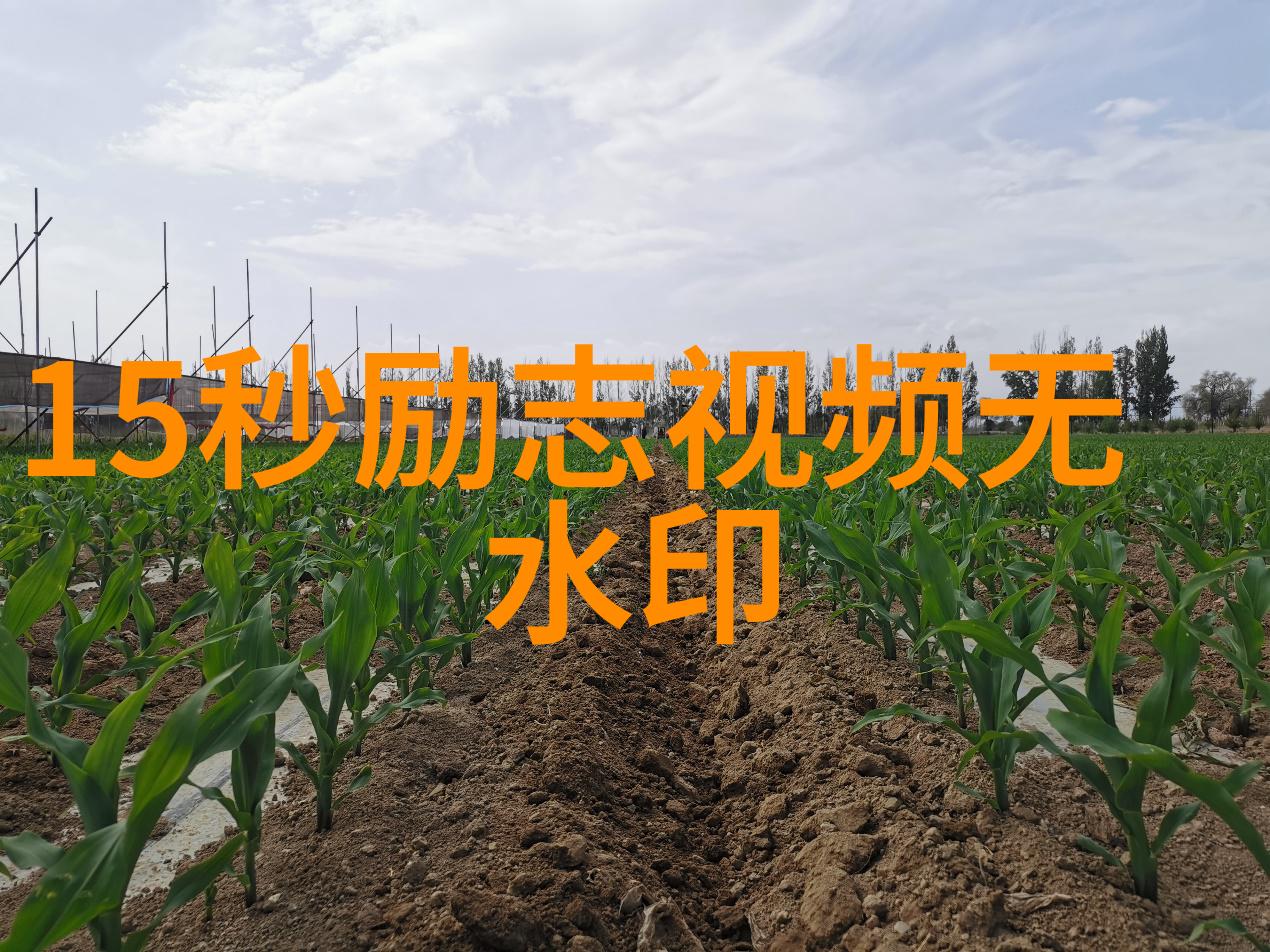 脚踏实地名人点滴追梦者心中不灭的火光