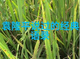 袁隆平的励志名言-播种希望袁隆平先生的农业智慧与人生启示