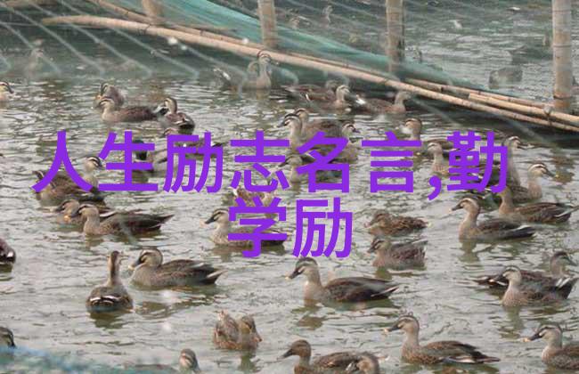 追寻理想人生偶像推荐指南