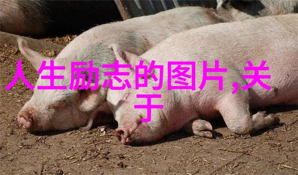 追逐真理的火焰米兰昆德拉经典语录探索