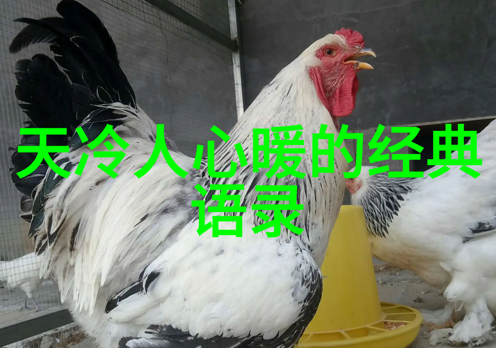 苏格拉底的智慧之问生命的真谛是什么