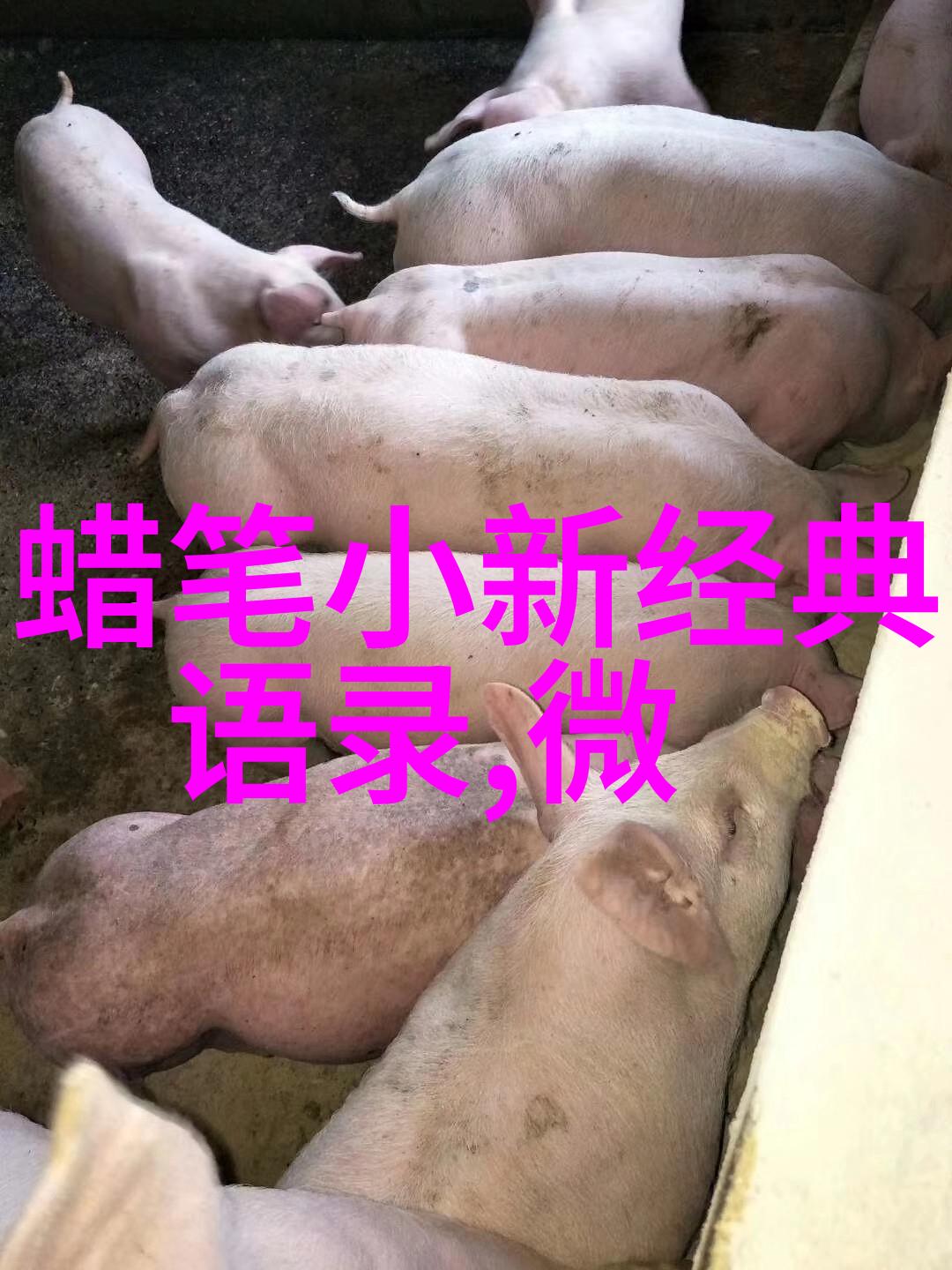 笑声穿越时空从你的全世界路过经典语录
