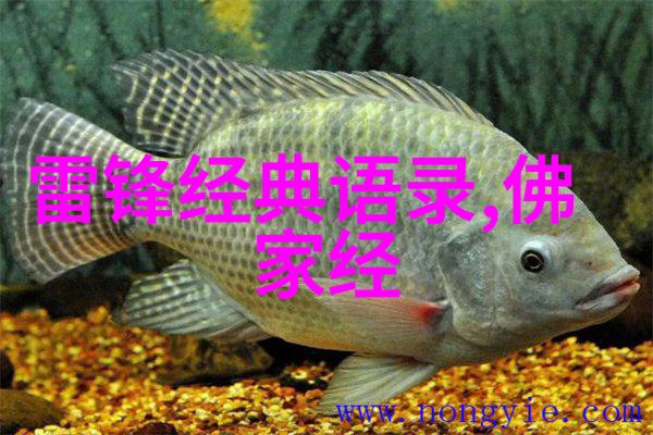 偶像名人 - 李连杰从武术高手到影视巨星的励志之旅