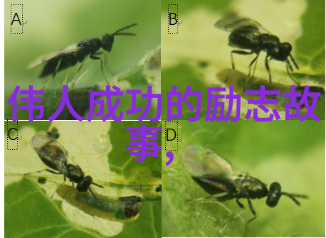 中国古代名医华佗的草药奇遇