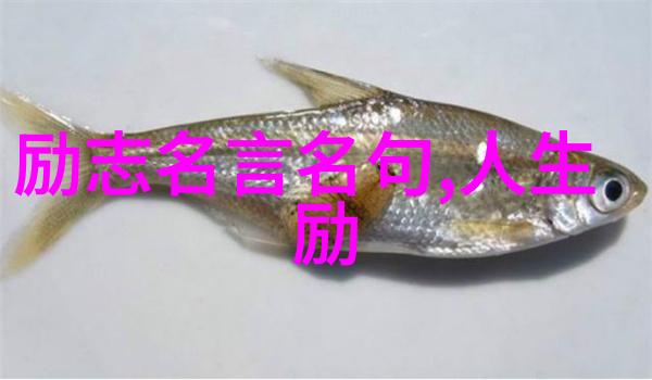 生活哲学精华如何运用经典语录解决现实问题