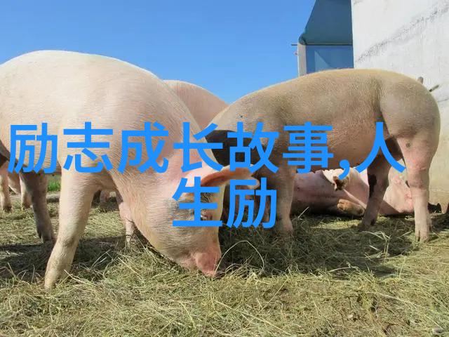 娇娇的故事一段温柔的旅程
