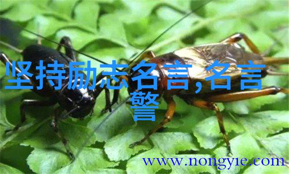 王小波语录挑战常规的智慧与幽默