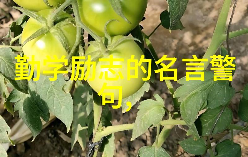 午夜影院窝窝的沉默之声