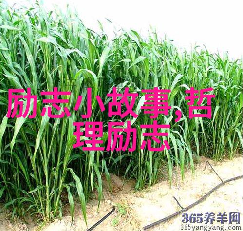 温暖心跳揭秘感情升温的巧妙技巧