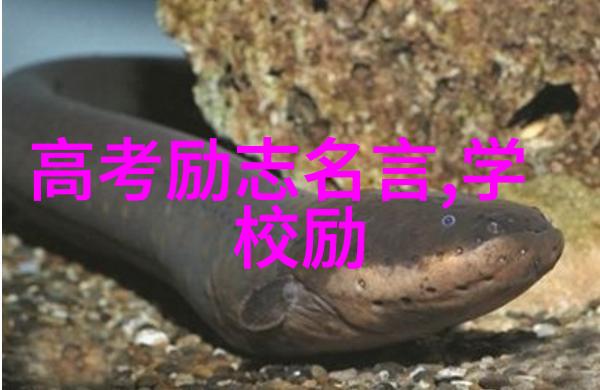 猫语哲学加菲猫的智慧之言