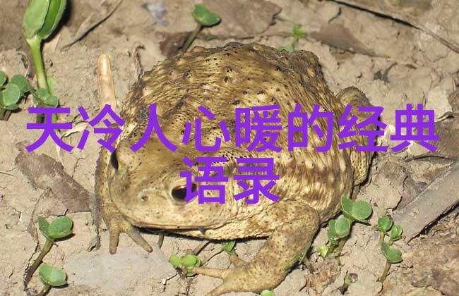 凡客诚品CEO陈年偶像的光环下人性的瑕疵