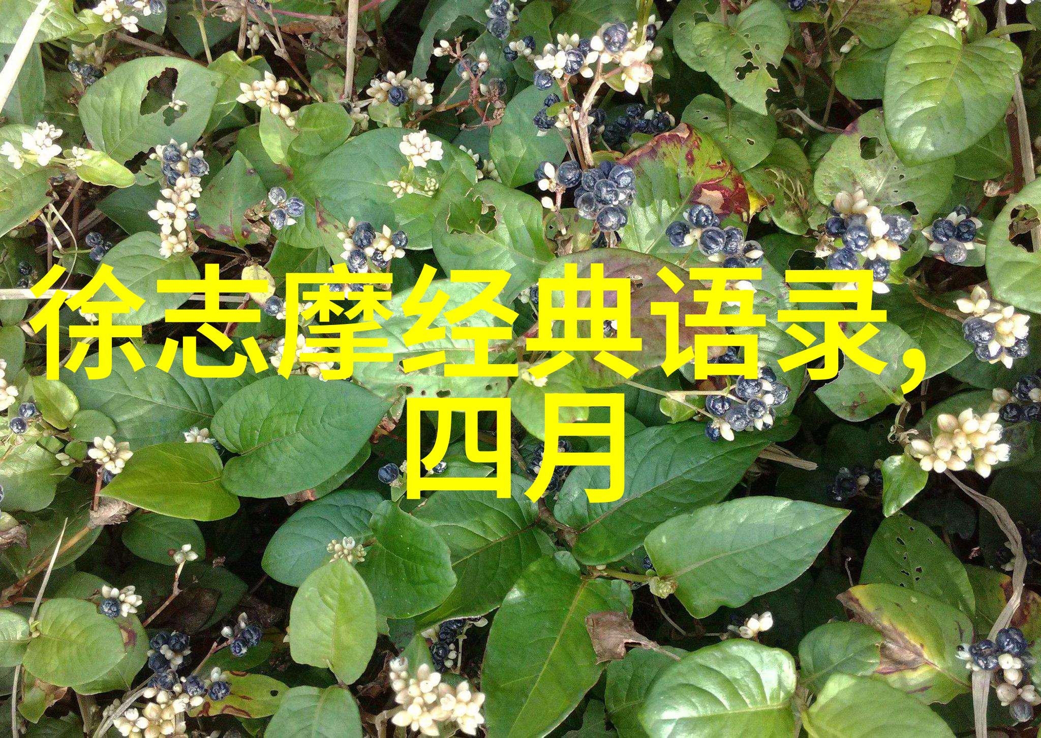 海贼王中的智慧与激情经典语录探秘