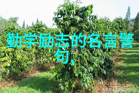 深入花蕾的秘密世界探索生命之初的奇迹