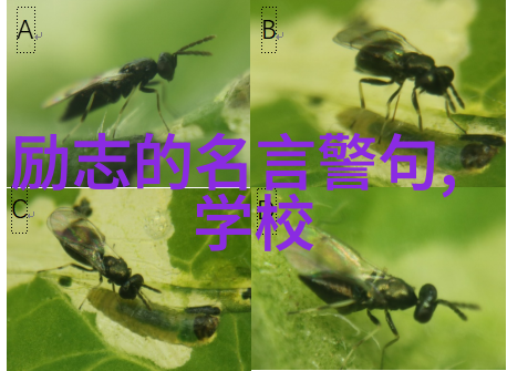 月神的重生揭秘神座之光与影