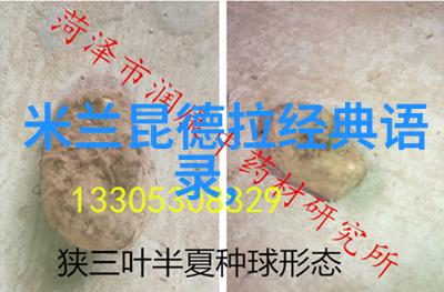 王小波经典语录 - 追梦者李明在逆境中寻找希望的火种