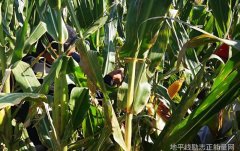 村上春树经典语录一起感受文学大师的睿智与魅