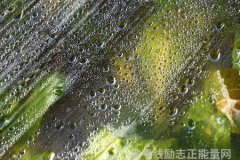 莎士比亚之魂永恒的诗篇与哲理